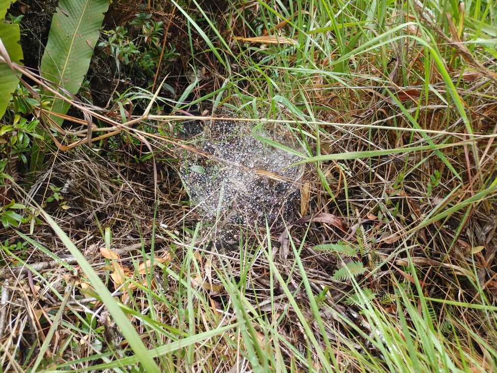 Dew-Covered Web at Machu Picchu